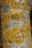 Xanthoria parietina. Талломы с апотециями на стволе Populus tremula. Псковская обл., Невельский р-н, окр. дер. Худоярово, побережье оз. Езерище, бровка крутого склона зап. экспозиции, роща из сосны (Pinus sylvestris) и деревьев мелколиственных пород. 02.05.2024.