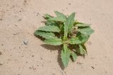 Chamaesphacos ilicifolius