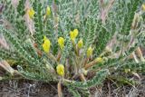 Astragalus larvatus