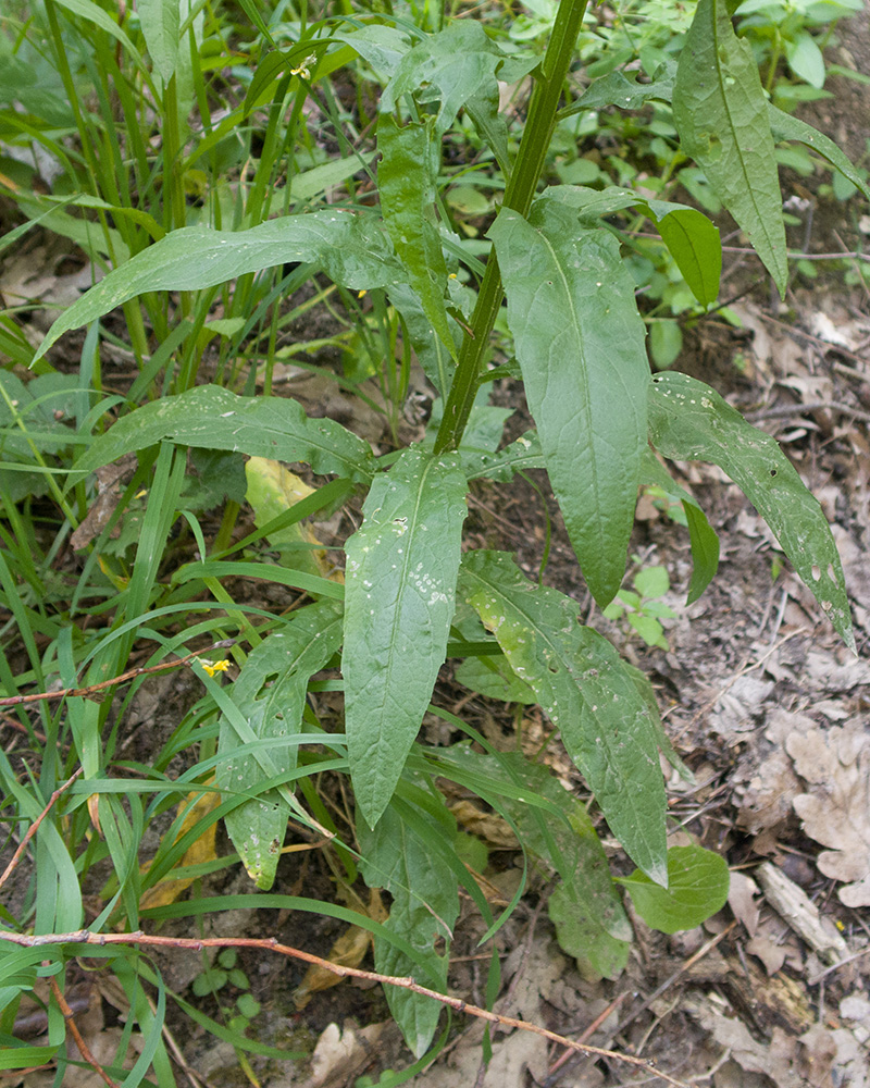 Image of Erysimum aureum specimen.