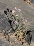 Allium svetlanae. Цветущие растения. Узбекистан, Самаркандская обл., хр. Нуратау, ур. Устук-сай, 1400 м н.у.м., каменистый берег горной речки. 04.07.2024.