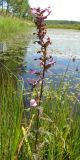 Pedicularis karoi