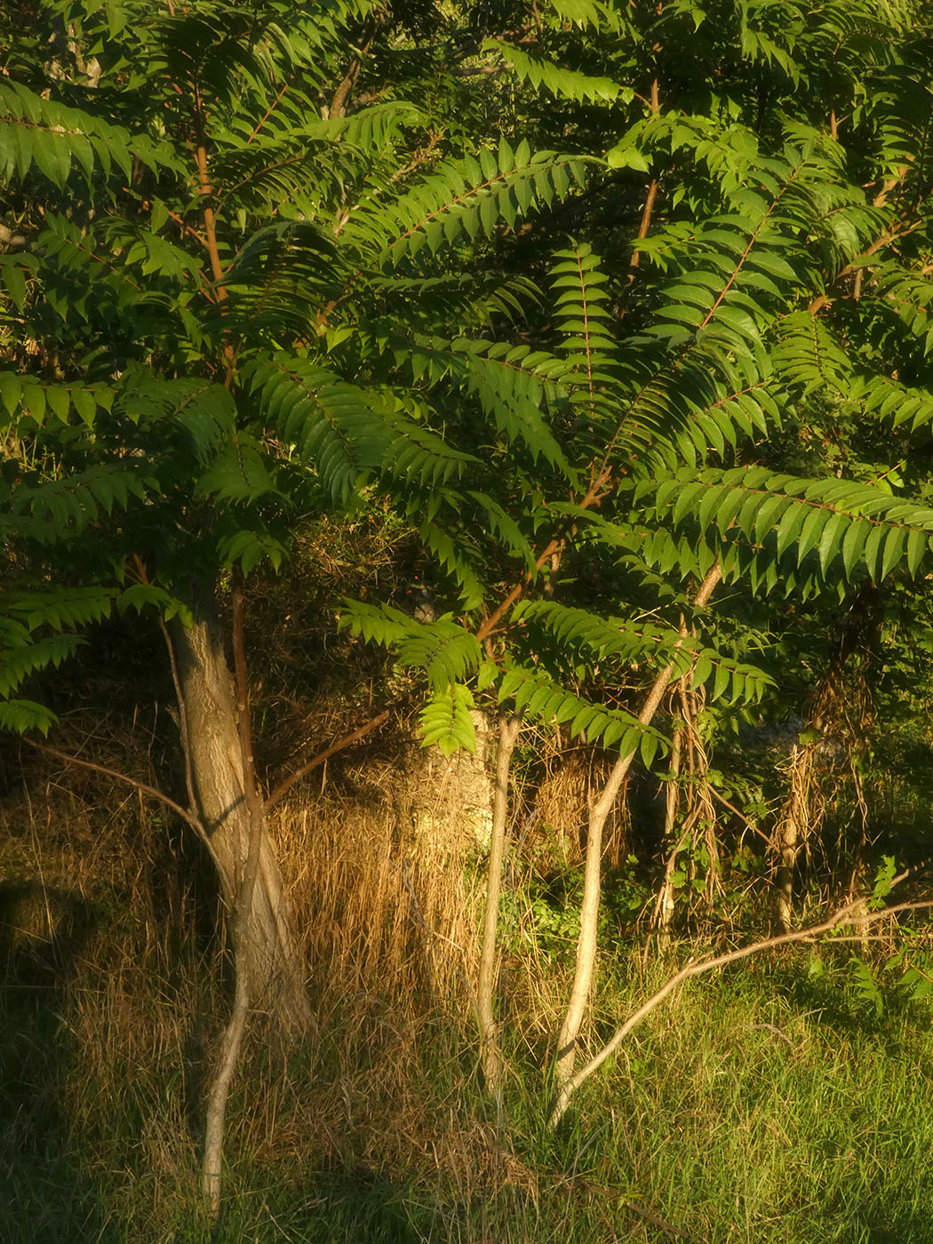 Image of Ailanthus altissima specimen.