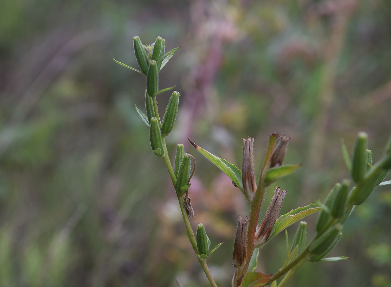 Image of Oenothera rubricaulis specimen.