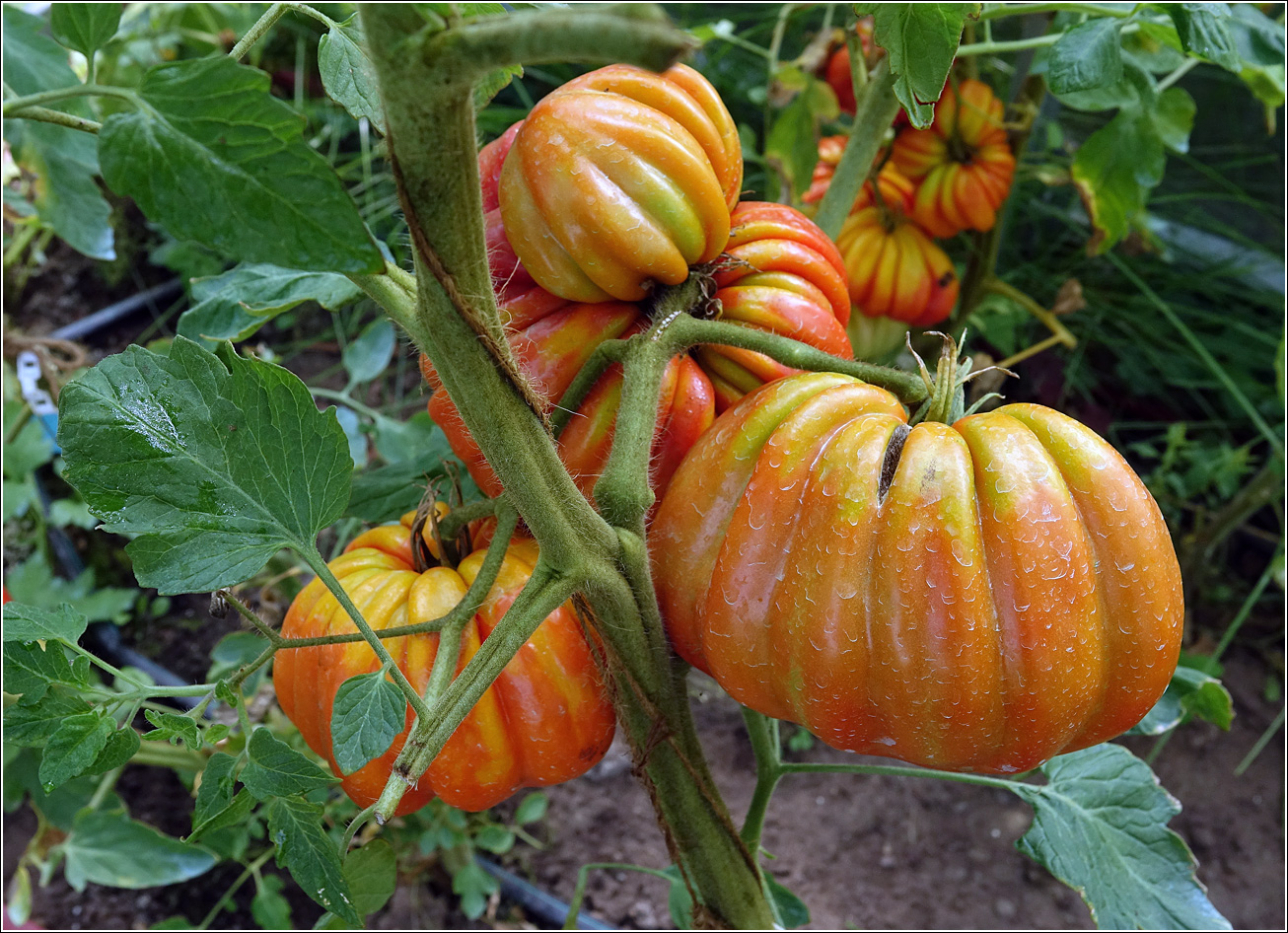 Изображение особи Lycopersicon esculentum.