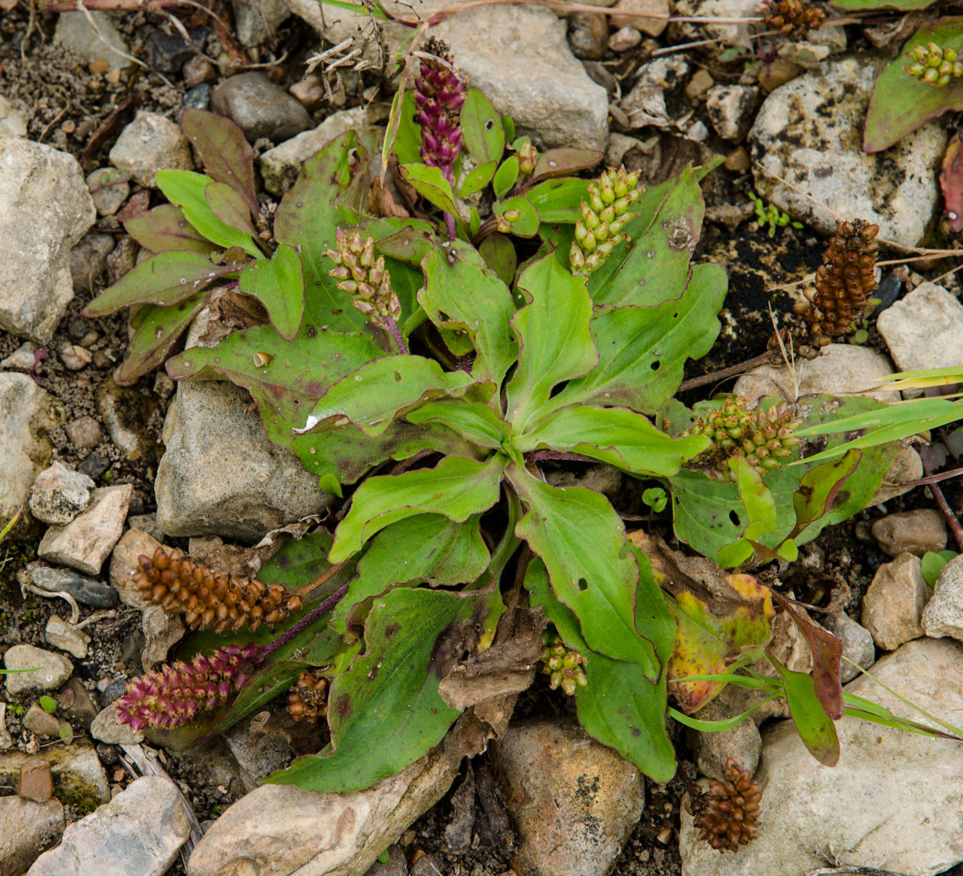 Изображение особи Plantago uliginosa.