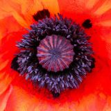 Papaver setiferum