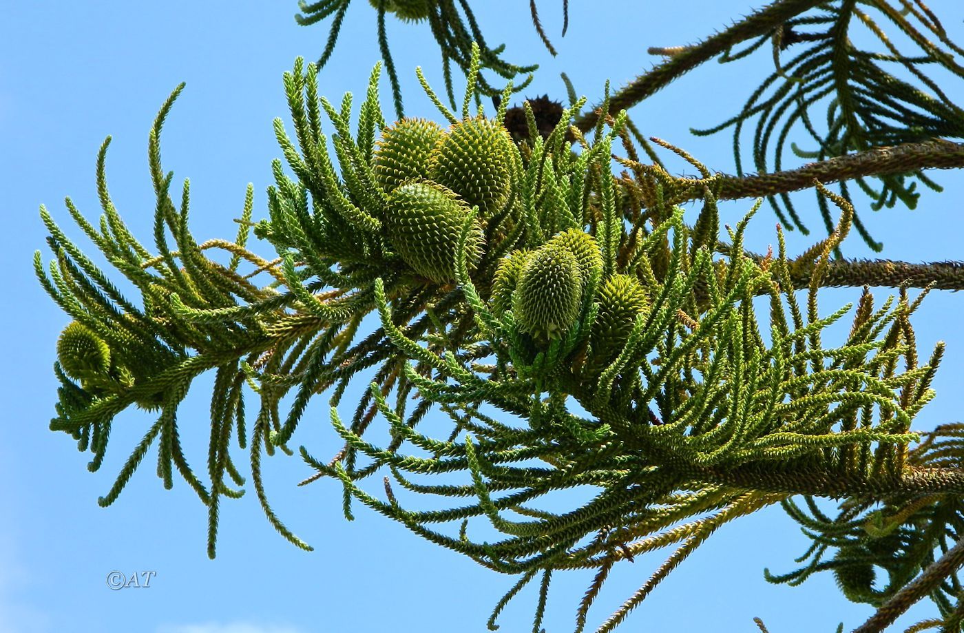 Изображение особи род Araucaria.