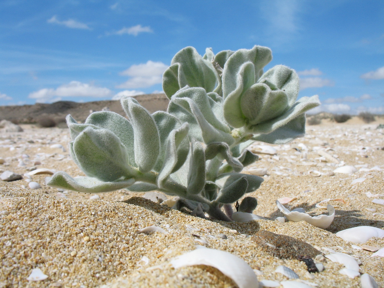 Image of Convolvulus persicus specimen.