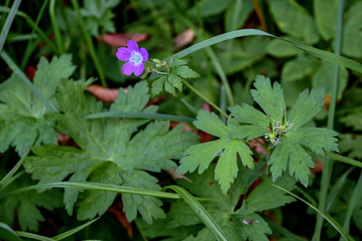 Image of Geranium sylvaticum specimen.
