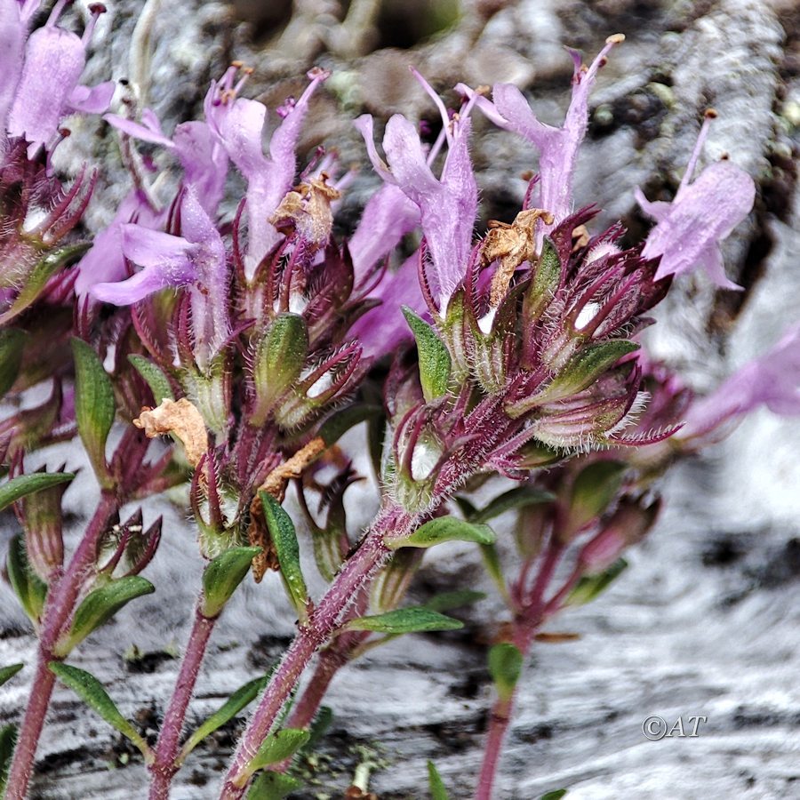 Image of genus Thymus specimen.