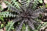Cirsium palustre