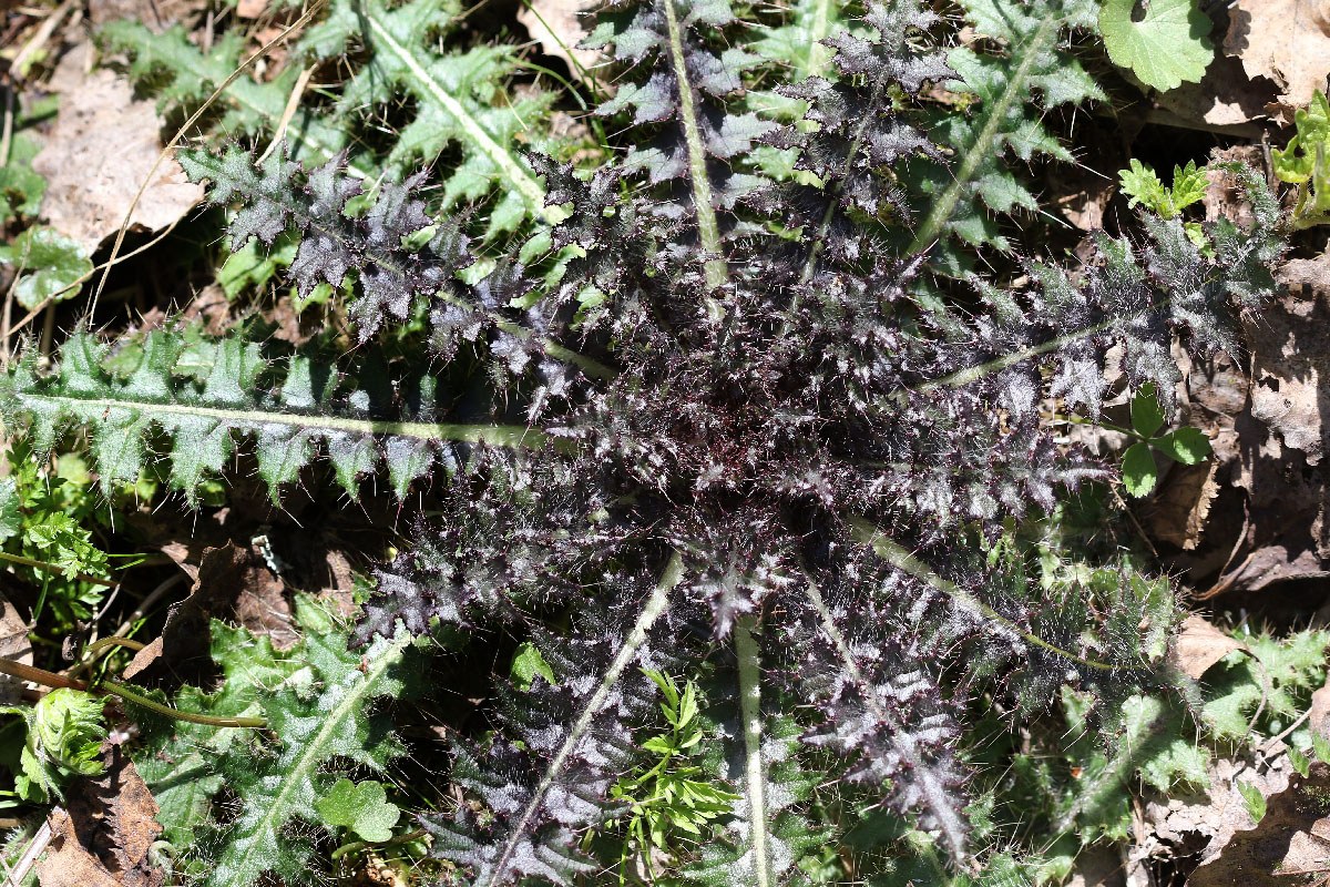 Image of Cirsium palustre specimen.