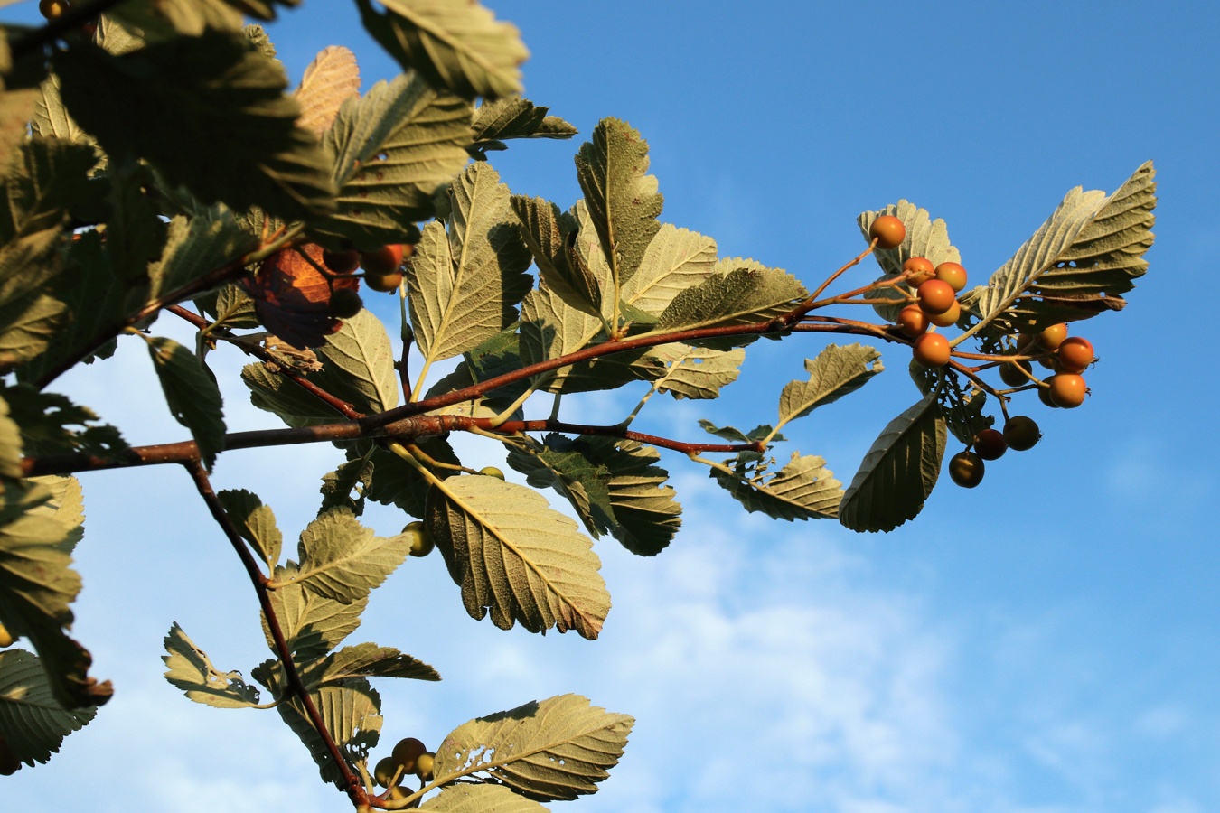 Image of genus Sorbus specimen.