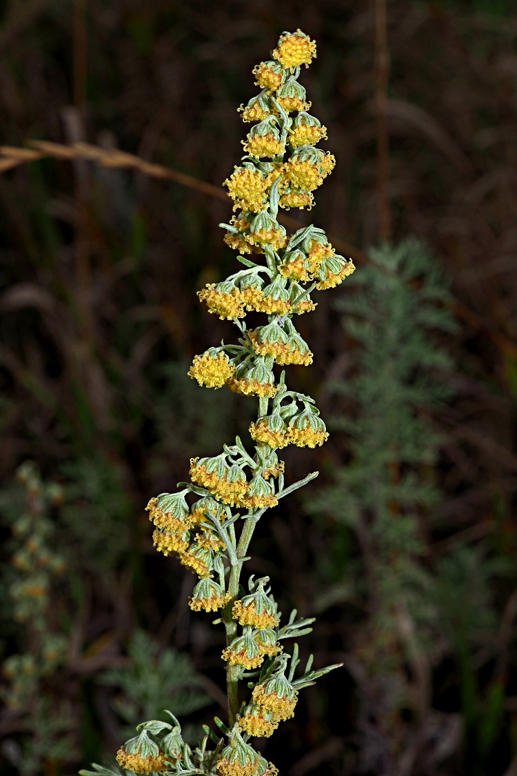 Image of Artemisia pontica specimen.