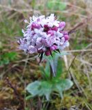 Valeriana capitata