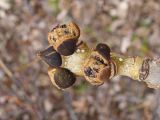 Fraxinus mandshurica. Верхушка побега с почками. Хабаровский край, окр. г. Комсомольск-на-Амуре, Силинский лесопарк. 07.05.2025.
