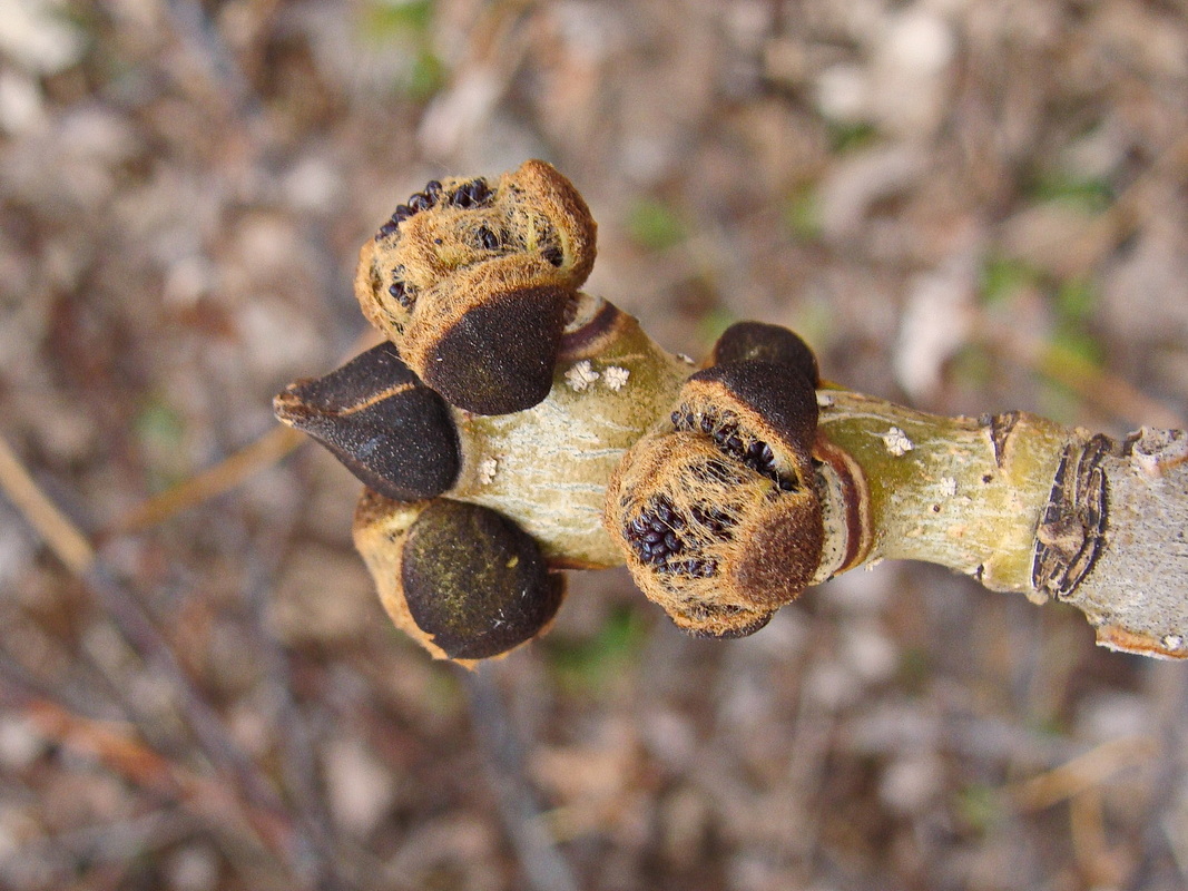 Изображение особи Fraxinus mandshurica.