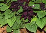 Salvia splendens