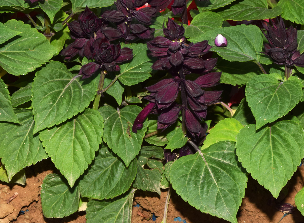 Image of Salvia splendens specimen.