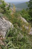Eremurus thiodanthus
