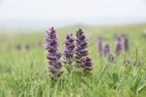 Ajuga orientalis. Цветущие растения. Грузия, Самцхе-Джавахети, Ахалкалакский муниципалитет, окр. г. Диди-Гюней, выс. 1880 м н.у.м., луг. 18 мая 2025 г.