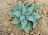 genus Haplophyllum