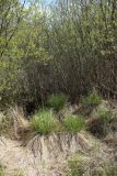 Carex appropinquata. Расцветающие растения. Беларусь, Витебская обл., сев. окр. пос. Езерище, сырой луг на границе заболоченным ивняком. 09.05.2025.