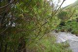 род Salix