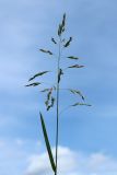 Poa pratensis