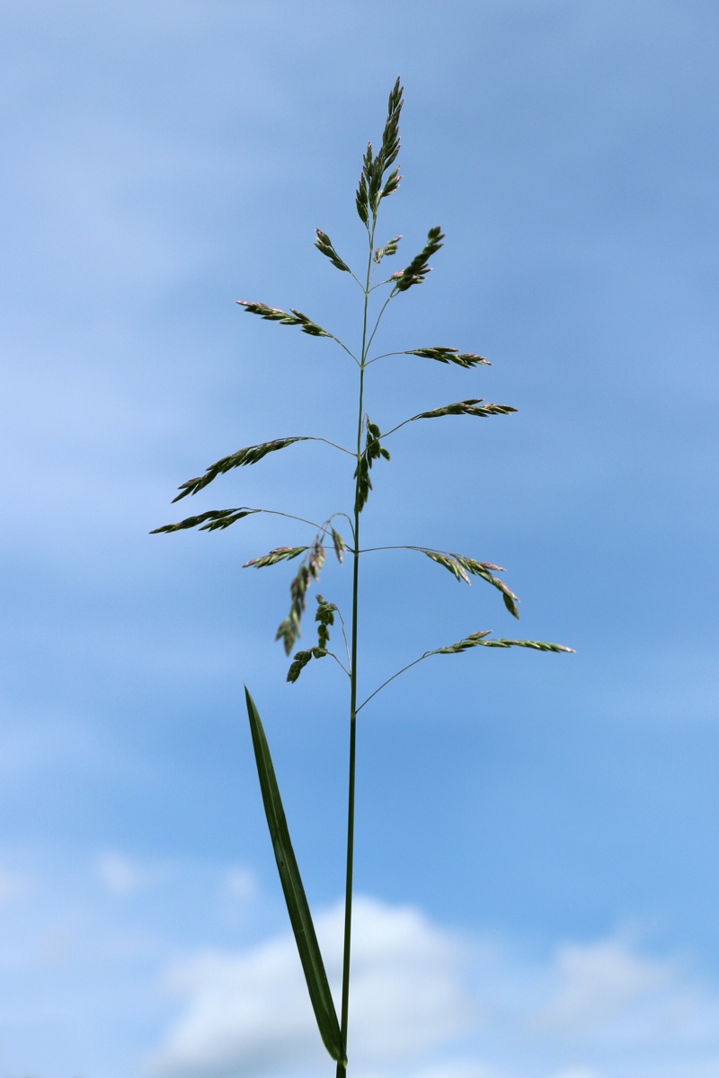 Изображение особи Poa pratensis.