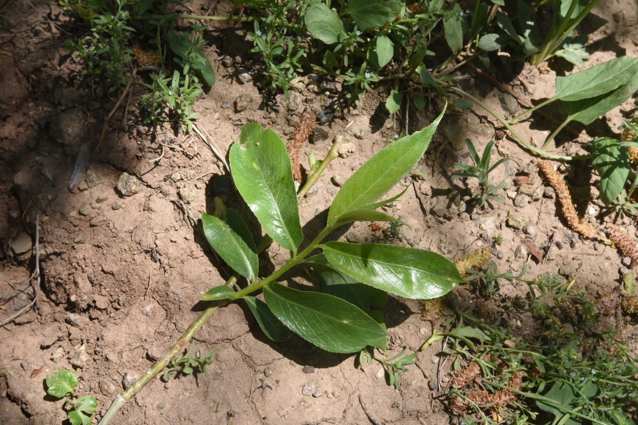 Image of genus Salix specimen.