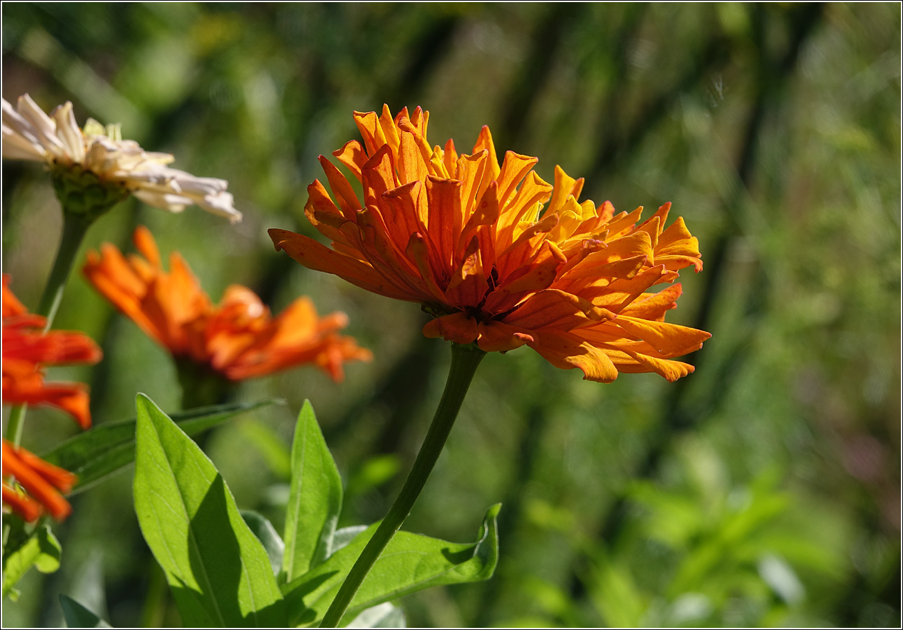 Image of Zinnia elegans specimen.