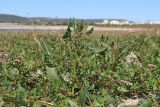 Oxybasis chenopodioides. Цветущие растения. Крым, Бахчисарай, вдхр. Эгиз-Оба, обнажившееся после спада воды глинистое дно. 21.09.2025.