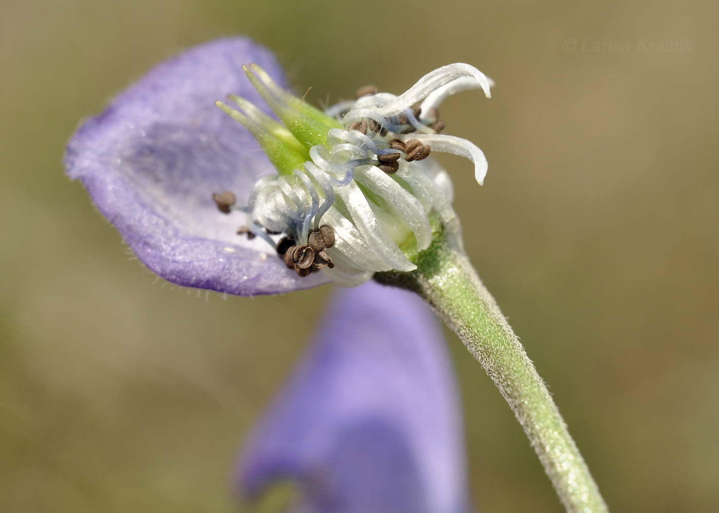 Image of Aconitum macrorhynchum specimen.