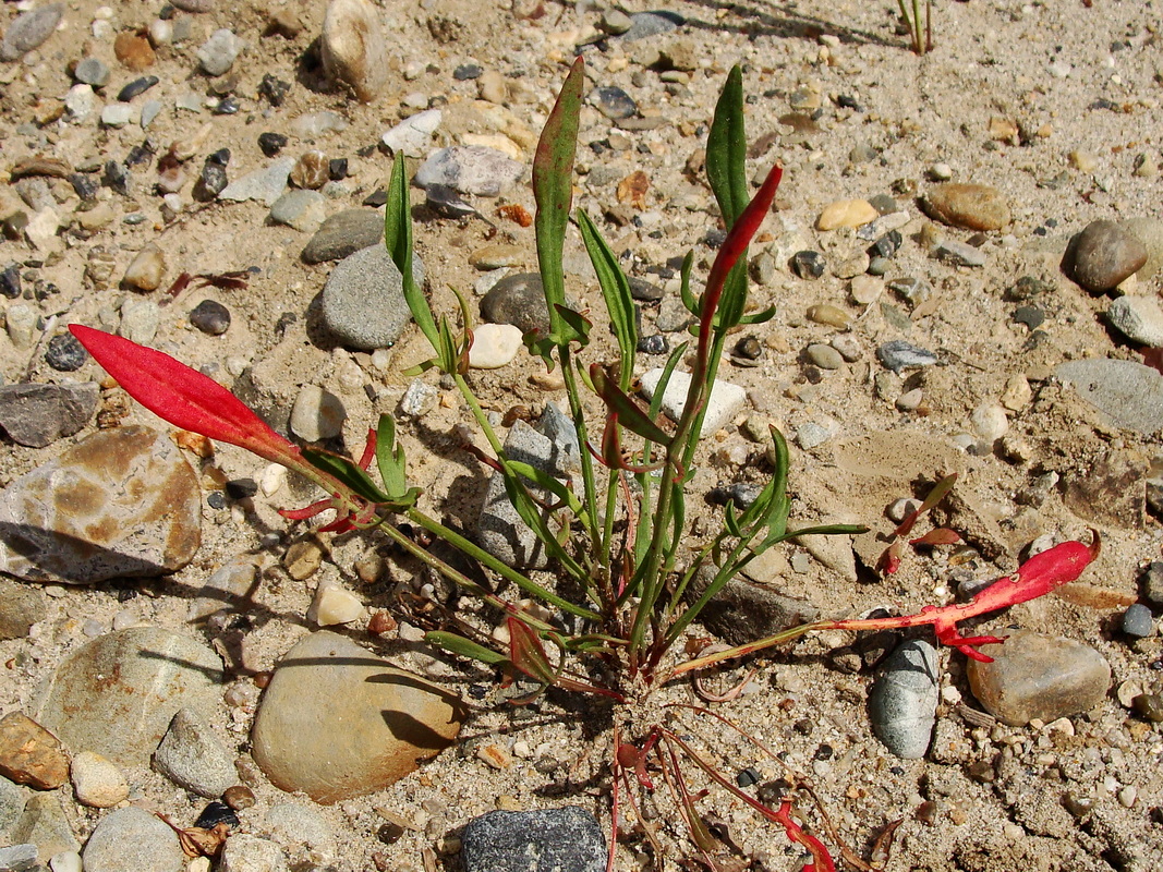 Изображение особи Rumex acetosella.