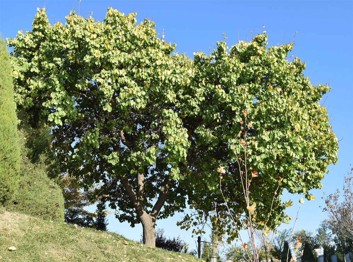 Изображение особи Armeniaca vulgaris.