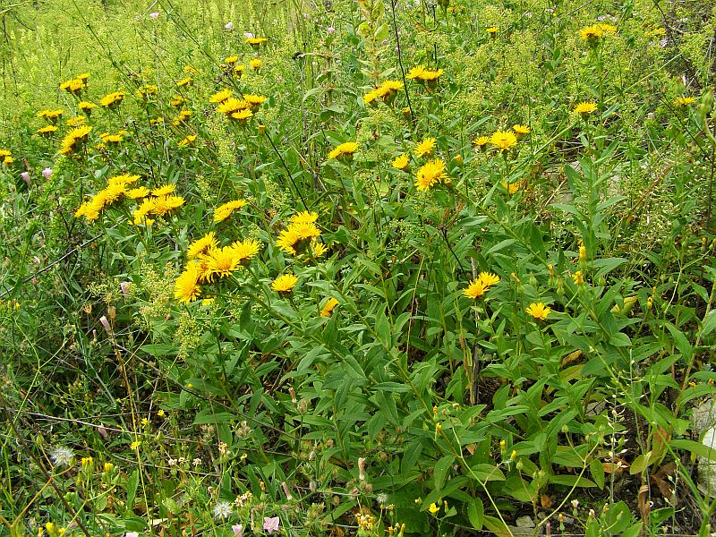 Изображение особи Inula aspera.