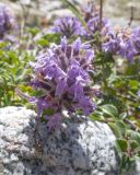 Изображение особи. Автор - Татьяна Винокурова