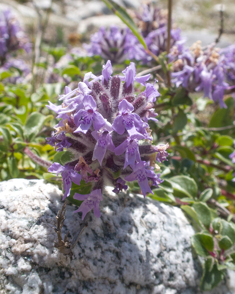 Изображение особи Ziziphora puschkinii.