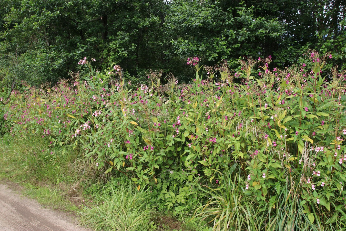 Изображение особи Impatiens glandulifera.