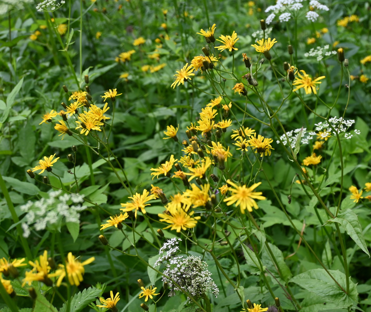 Image of genus Crepis specimen.