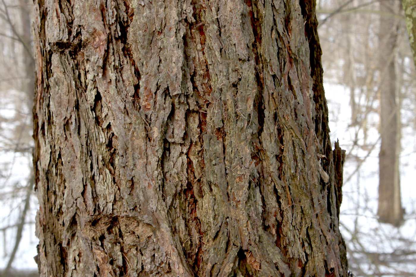 Изображение особи Larix sibirica.