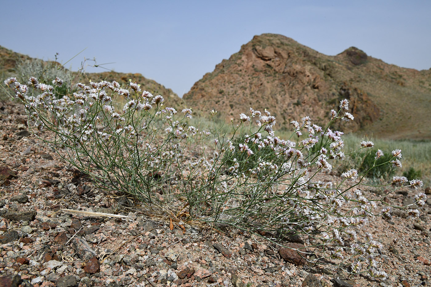 Image of Limonium michelsonii specimen.