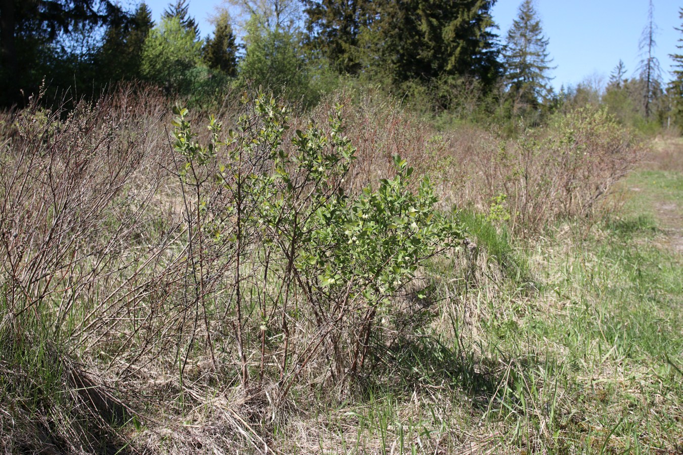 Изображение особи Lonicera baltica.