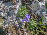 Campanula saxifraga. Цветущее и вегетирующие растения. Кабардино-Балкария, Черекский р-н, пер. Хазнывцек, ≈ 2800 м н.у.м., в трещине известняковой скалы. 30.07.2025.