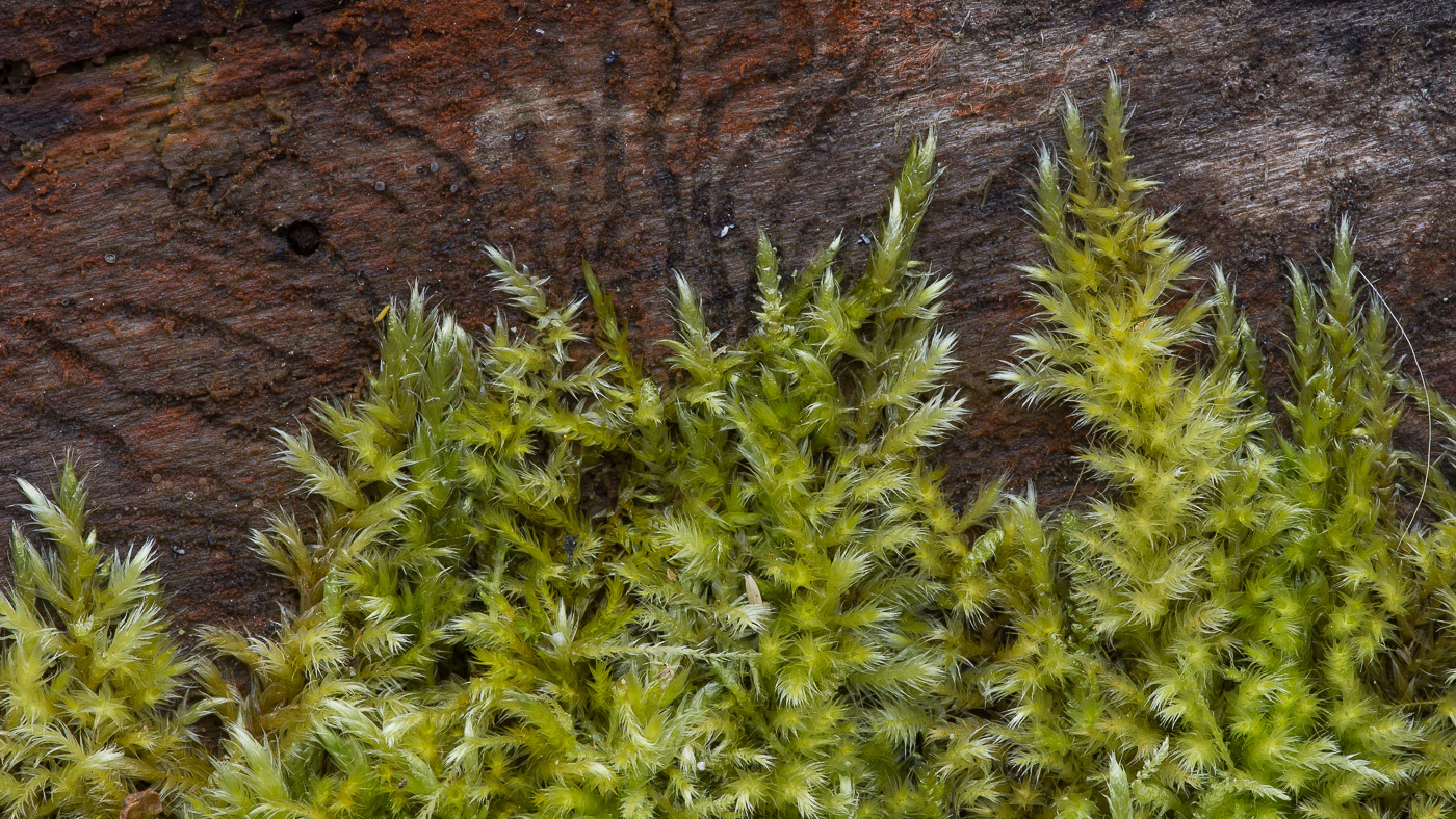 Image of Brachythecium salebrosum specimen.