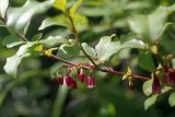 Vaccinium arctostaphylos. Веточка с цветками. Большой Кавказ, Главный Кавказский хребет, отрог горы Ассара. 27.07.2002.