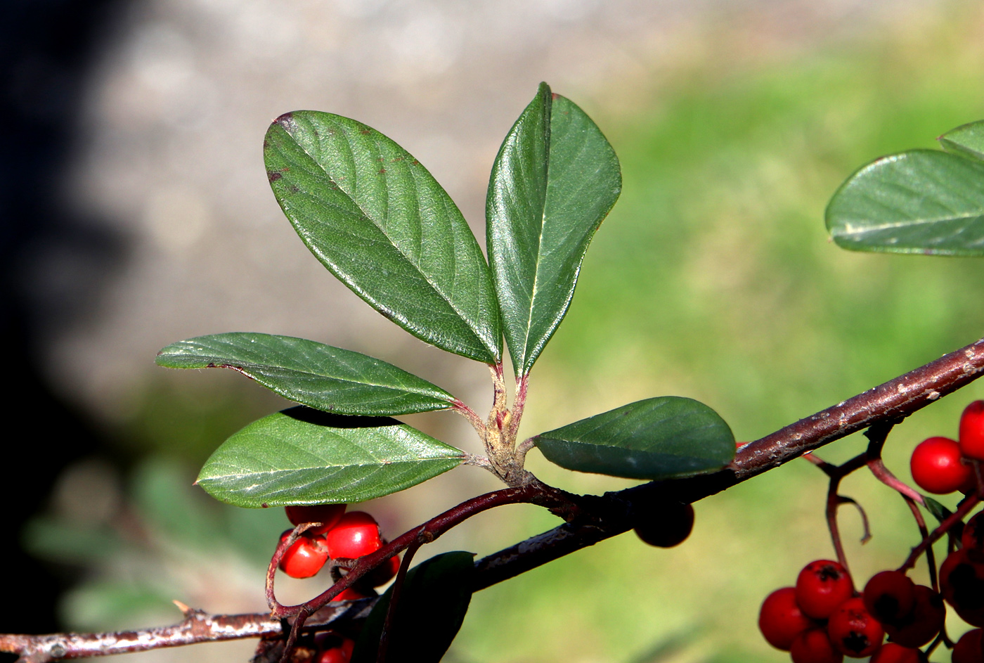 Image of Cotoneaster glaucophyllus var. serotinus specimen.