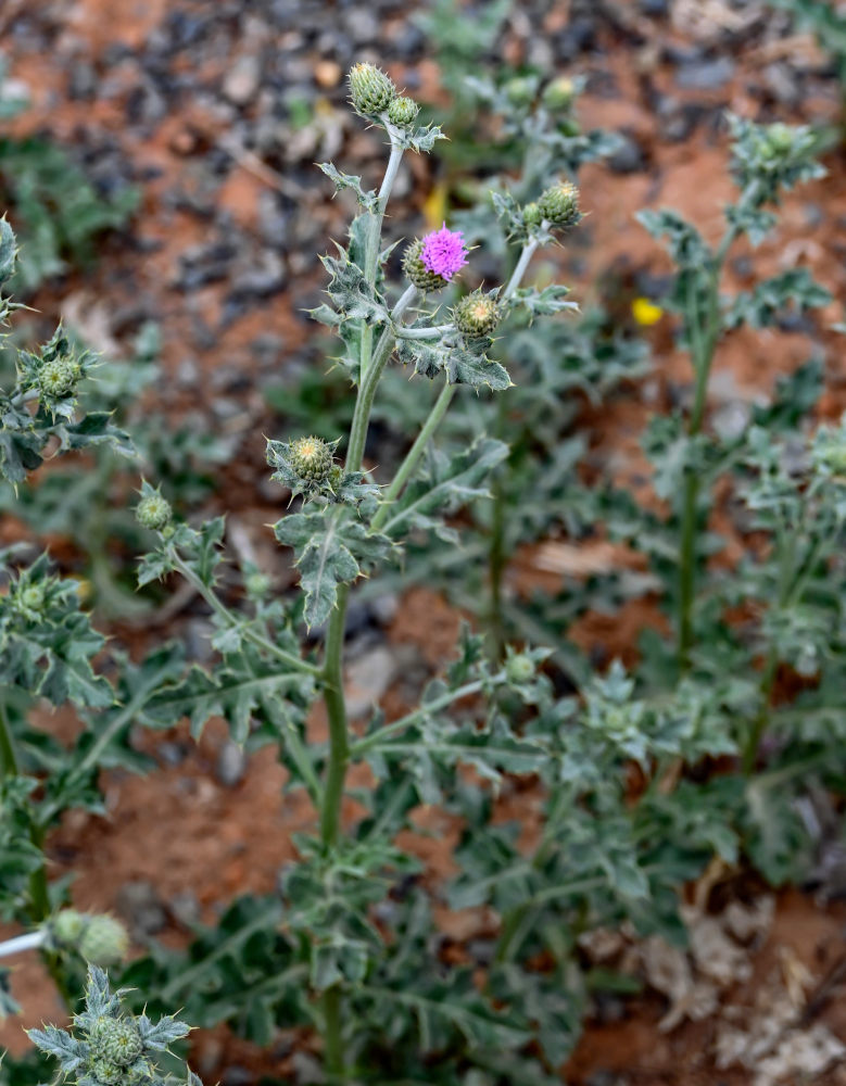Изображение особи Cirsium incanum.
